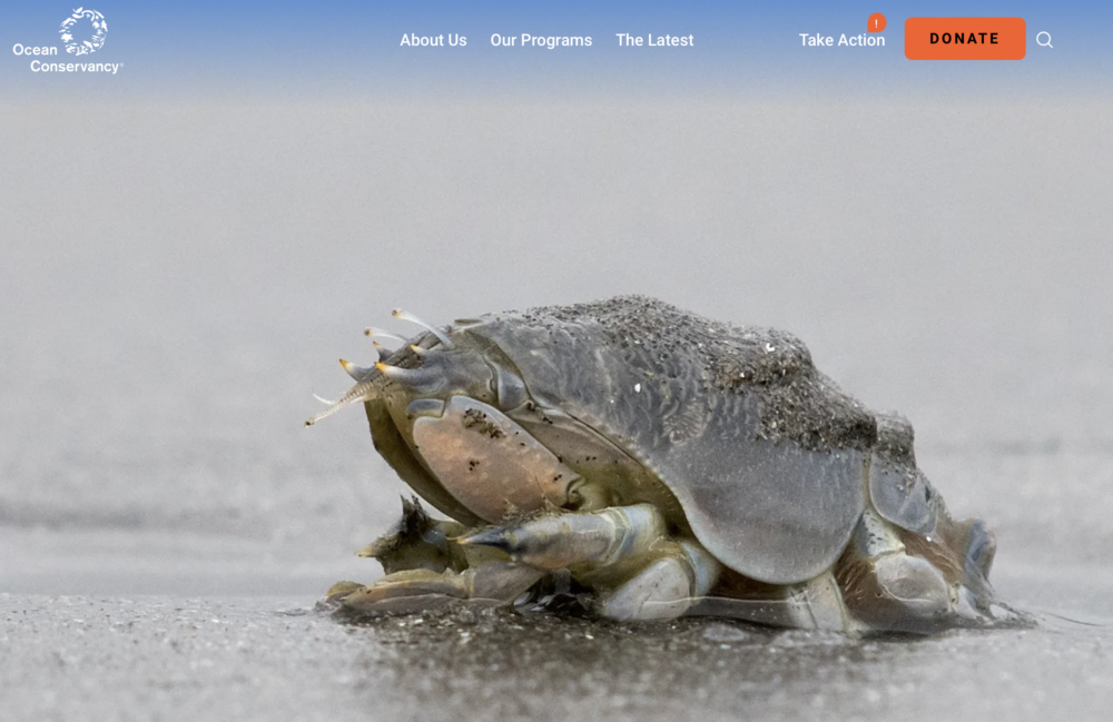 Pacific Mole Crab on Sand