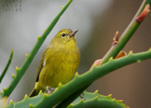 Orange-Crowned Warbler in San Francisco Botanical Garden