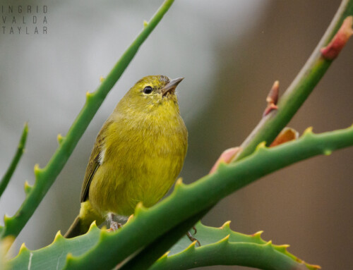 Warblers: Other