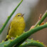 Orange-Crowned Warbler in San Francisco Botanical Garden