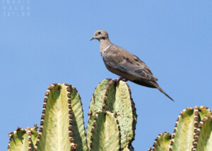 Juvenile Mourning Dove on Succulent Plant 2021