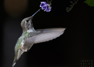 Anna's Hummingbird Getting Nectar from Honey Dewdrop