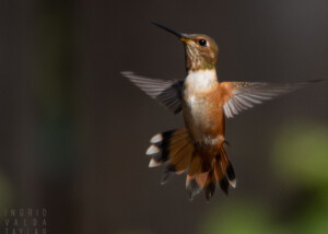 Rufous Hummingbird Hovering