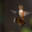 Rufous Hummingbird Hovering