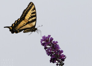 Swallowtail Butterfly on Purple Butterfly Bush