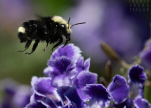 Bumblebee on Purple Honey Dewdrop