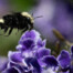 Bumblebee on Purple Honey Dewdrop