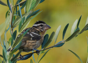 Black-Headed Grosbeak in Tree