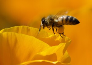 Honeybee on California Poppy