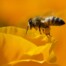 Honeybee on California Poppy