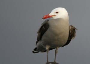 Heermann's Gull in Monterey