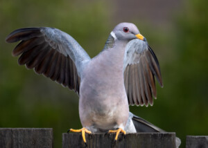 Band-Tailed Pigeon Wing Stretch