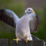 Band-Tailed Pigeon Wing Stretch