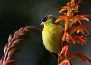 Lesser Goldfinch in Fort Mason Community Garden