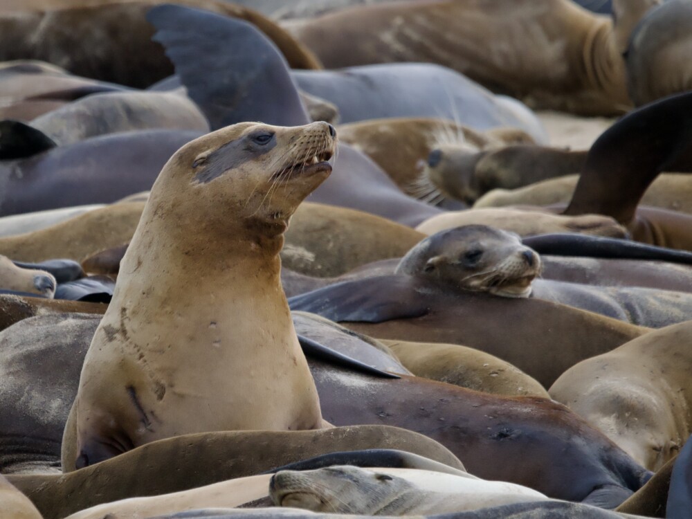 California Sea Lion Crowd at San Carlos Beach Monterey