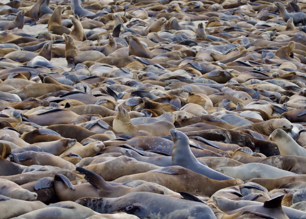 Hundreds of Sea Lions Near Coast Guard Pier in Monterey