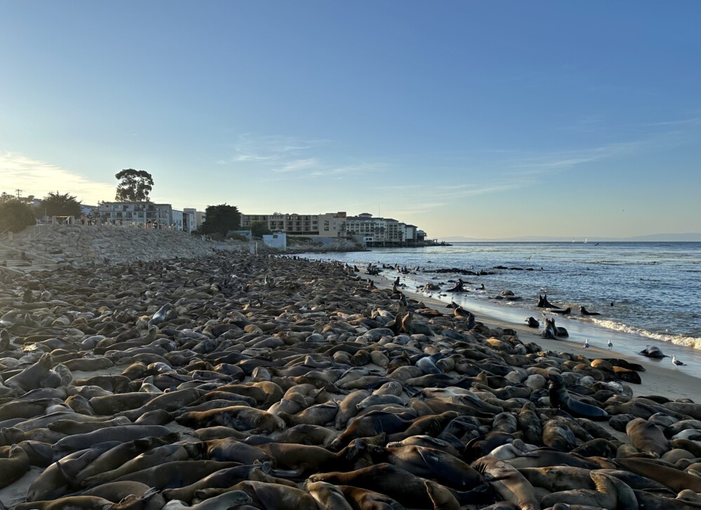 Carpet of Sea Lions at San Carlos Beach Monterey