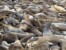 Sea lion party at San Carlos Beach in Monterey