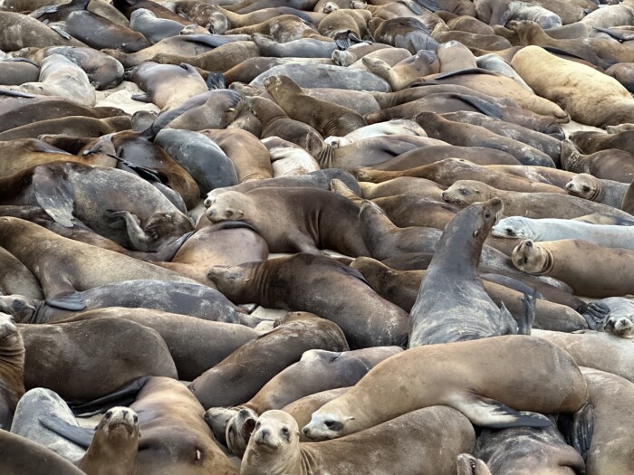 Sea lion party at San Carlos Beach in Monterey