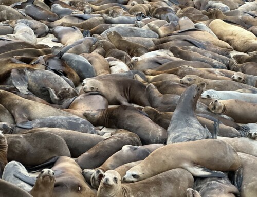 Sea Lion Party at San Carlos Beach in Monterey