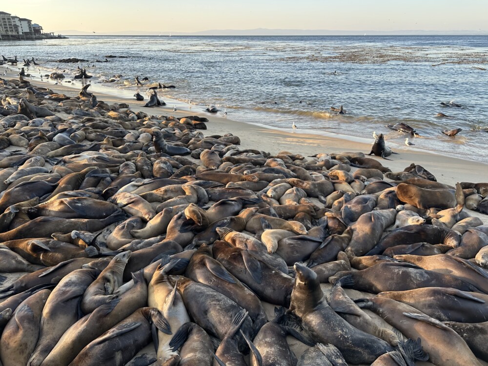 Sea Lions at San Carlos Beach in Monterey