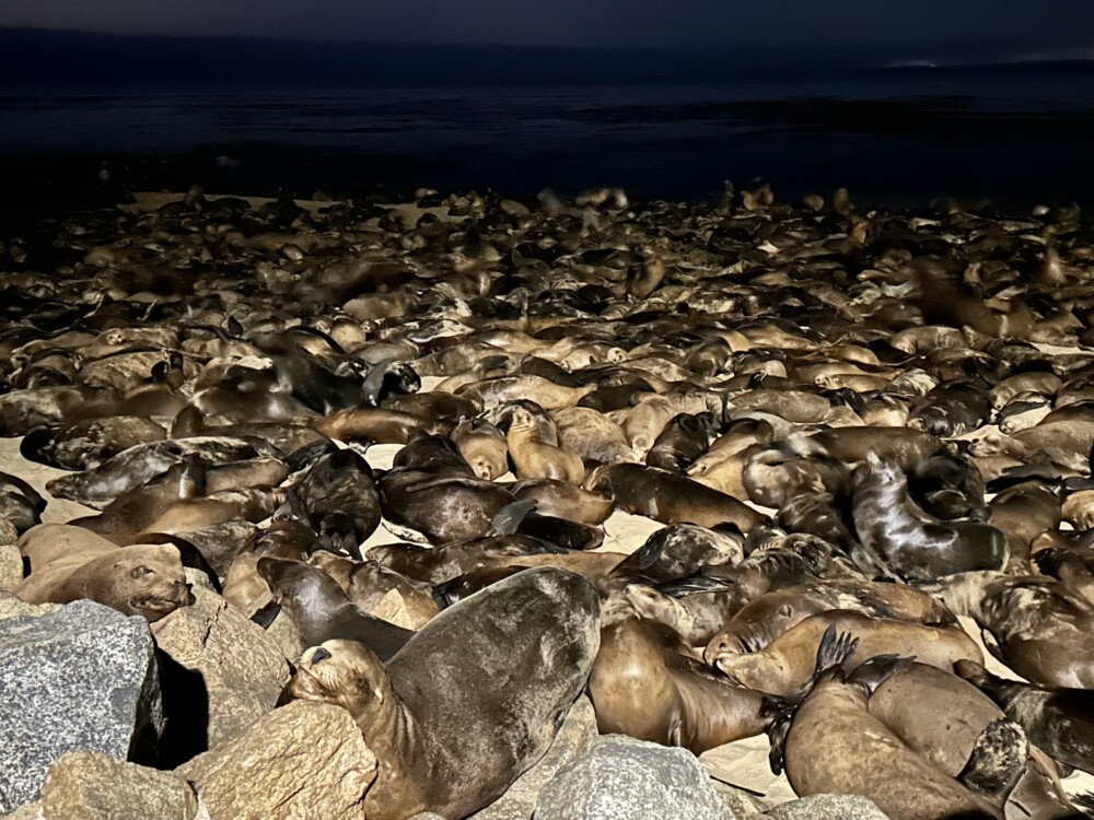 Sea Lions on San Carlos Beach Monterey at Night