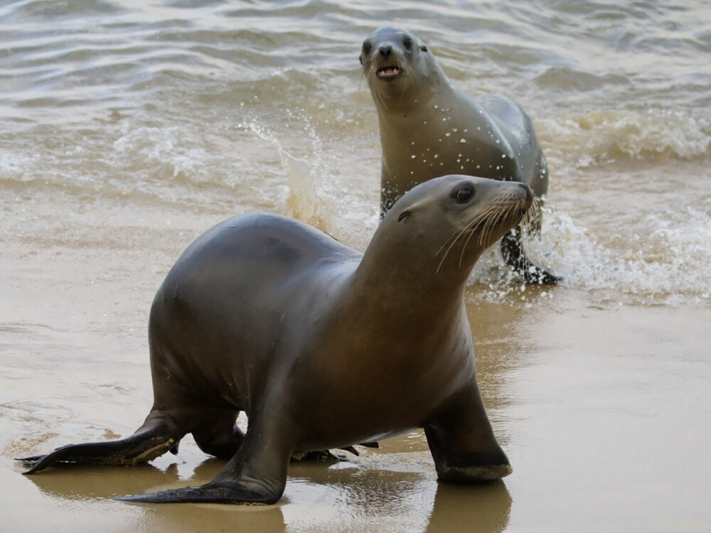 California Sea Lions on San Carlos Beach Monterey