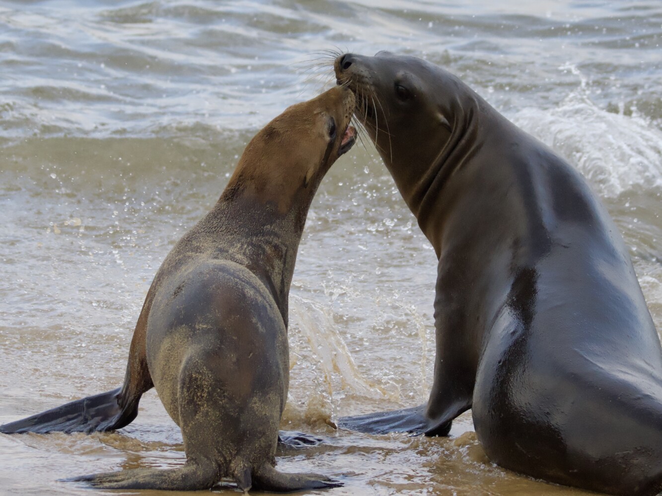 California Sea Lions on San Carlos Beach Monterey