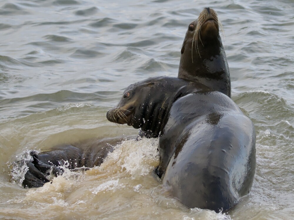 Sea Lions at Play on San Carlos Beach Monterey