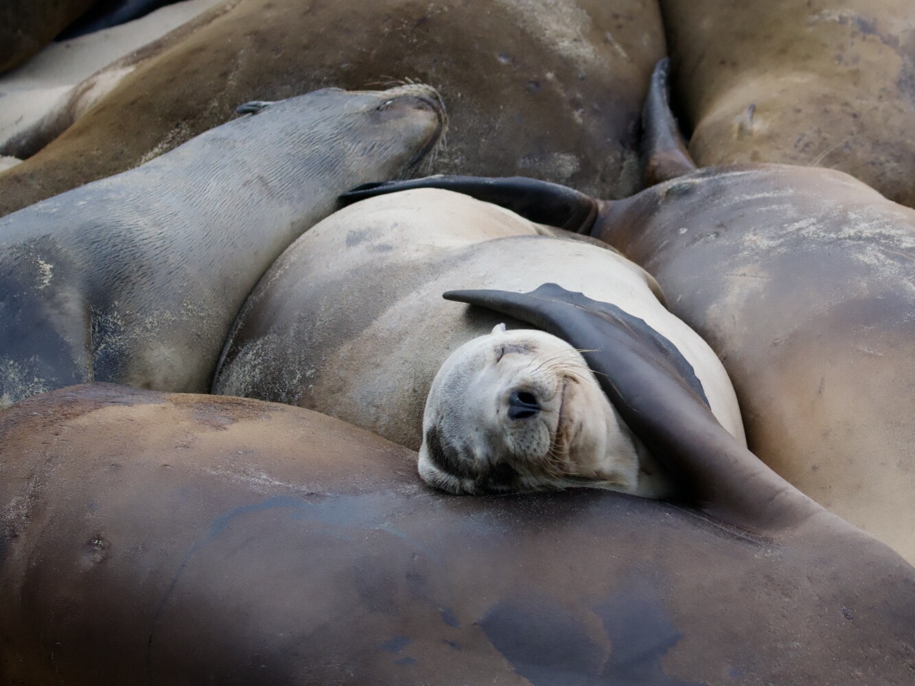 Sea Lions Sleeping on San Carlos Beach Monterey