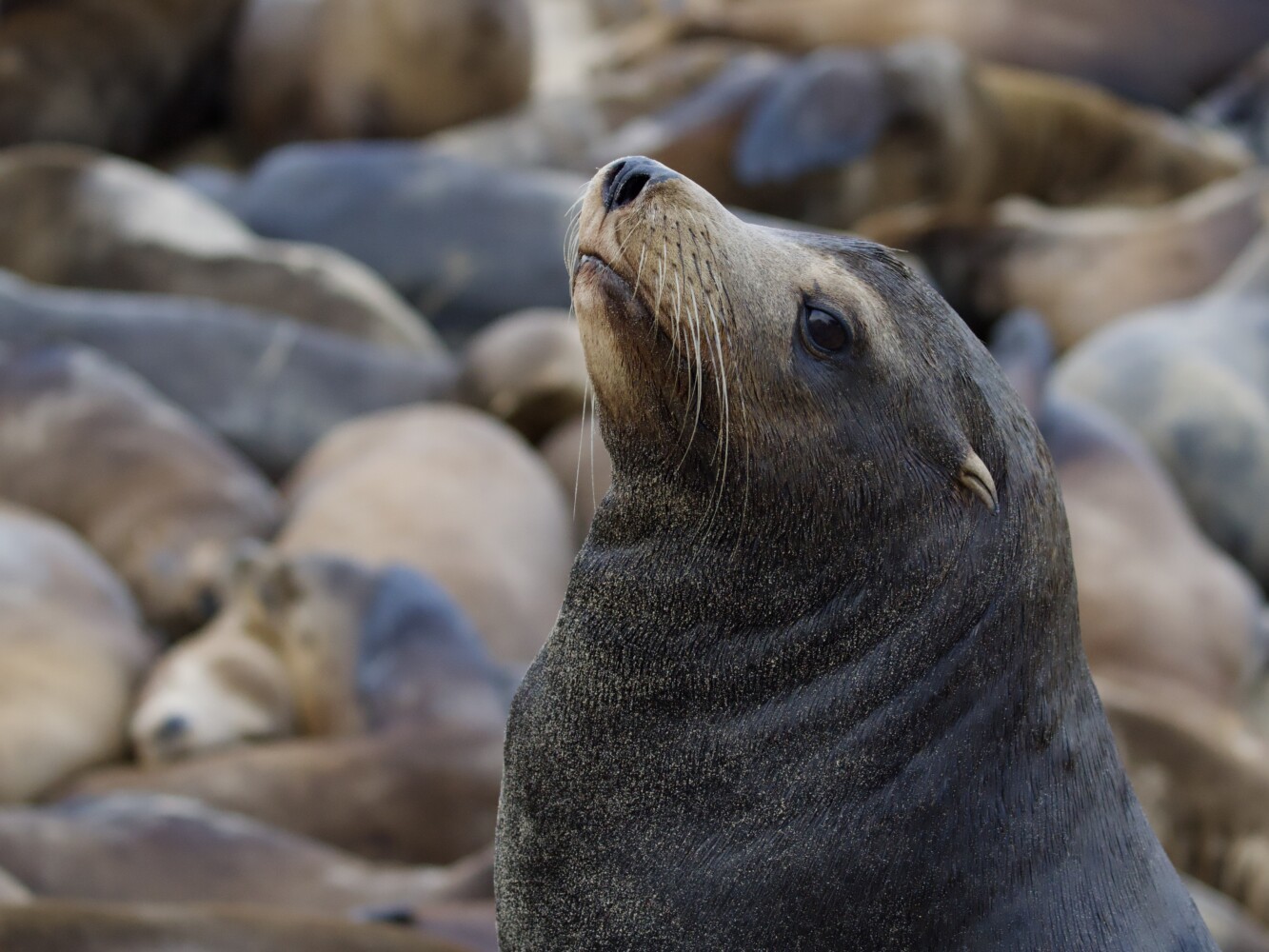 California Sea Lion on San Carlos Beach Monterey