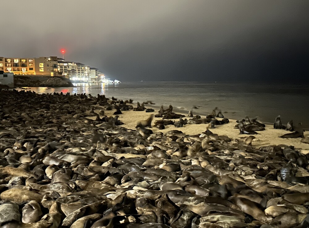 Sea Lions on San Carlos Beach Monterey at Night