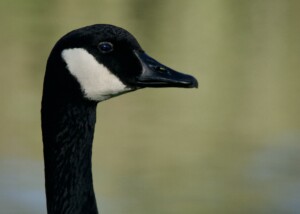 Canada Goose Profile