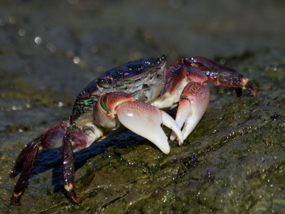 Striped Shore Crab on Rocks in California