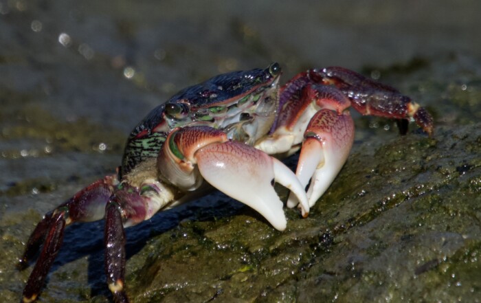 Striped Shore Crab on San Francisco Bay