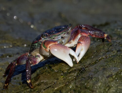 Striped Shore Crabs Feeding on SF Bay