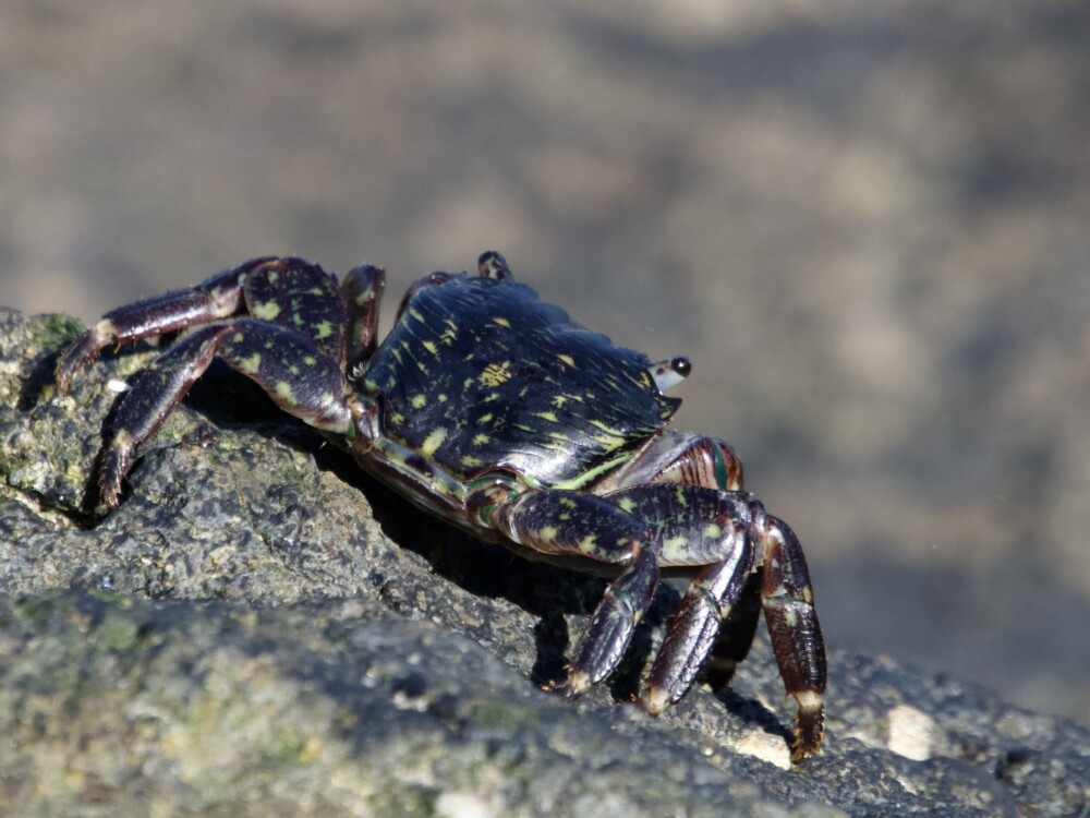 Striped Shore Crab on Rocks in California