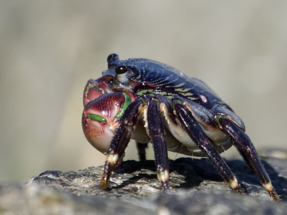 Striped Shore Crab on Rocks in California