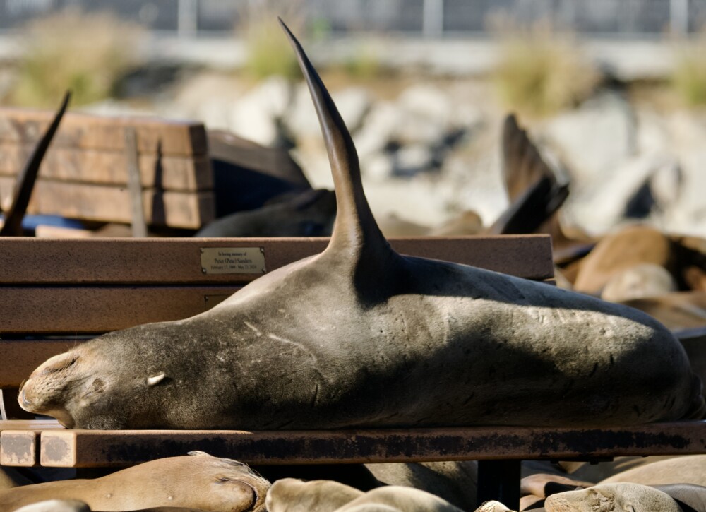 Sea Lions on Sister City Park Bench in Monterey