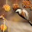 Chestnut-Backed Chickadee in Sweetgum Tree
