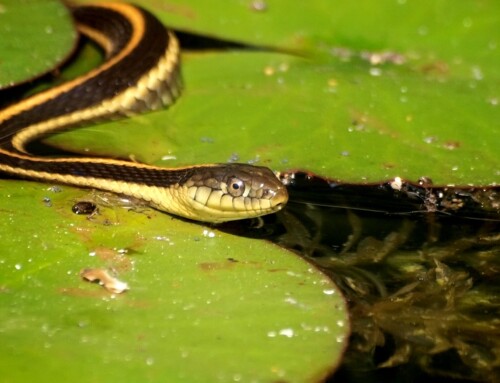 Snakes