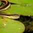 Garter Snake on Lily Pads in Pond