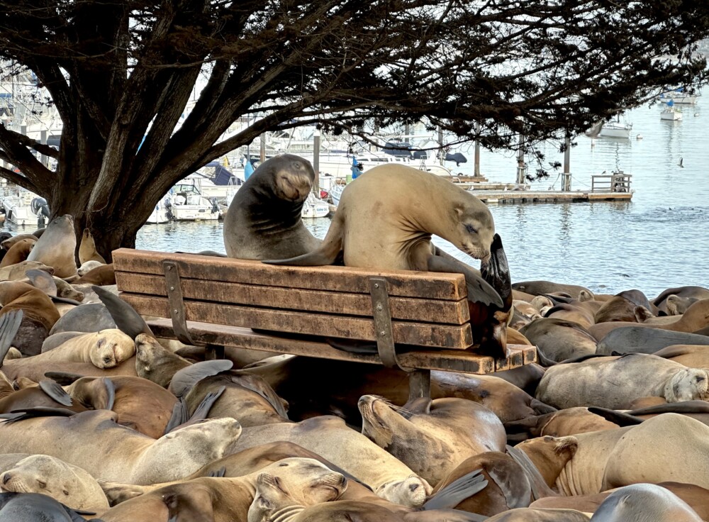 Sea Lions on Park Bench in Monterey