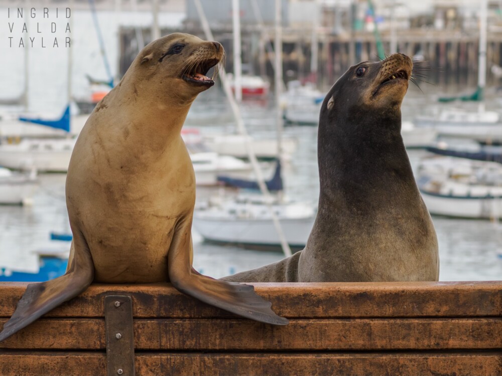 Sea Lions on Park Bench in Monterey