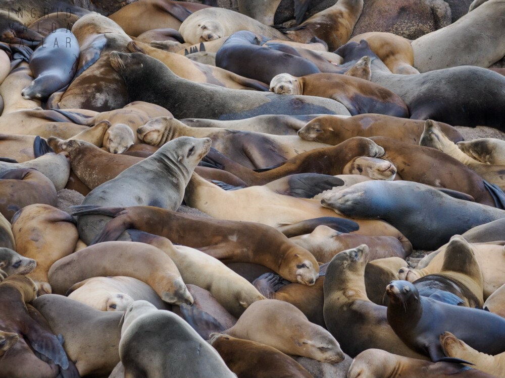 Sea Lions at Sister City Park in Monterey