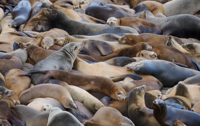 Sea Lions at Sister City Park in Monterey